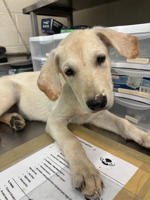 Adoptable Dog
