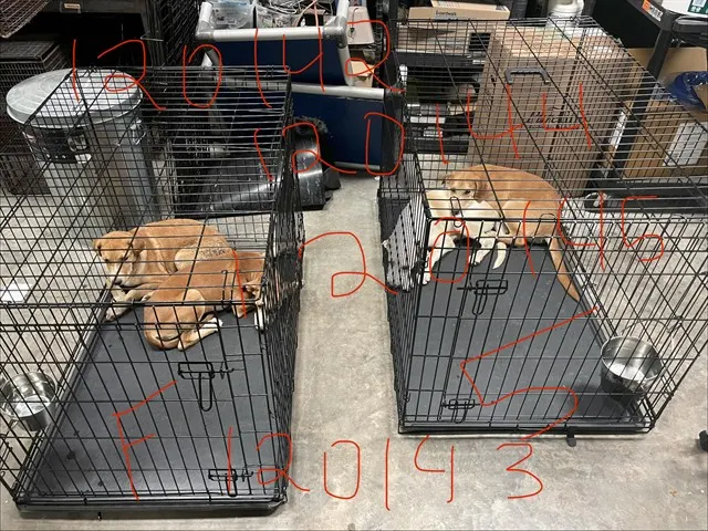 Adoptable Dog