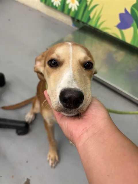 Adoptable Dog
