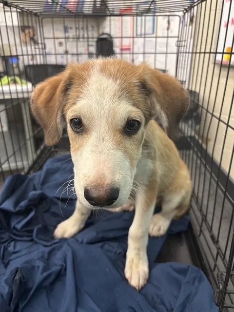 Adoptable Dog