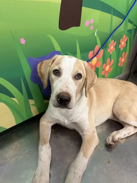 Adoptable Dog