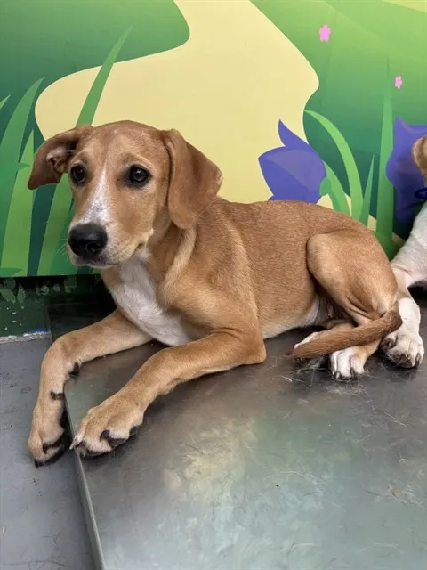Adoptable Dog