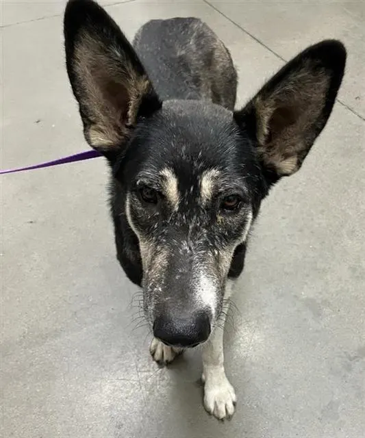 Adoptable Dog