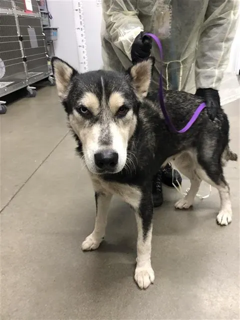 Adoptable Dog