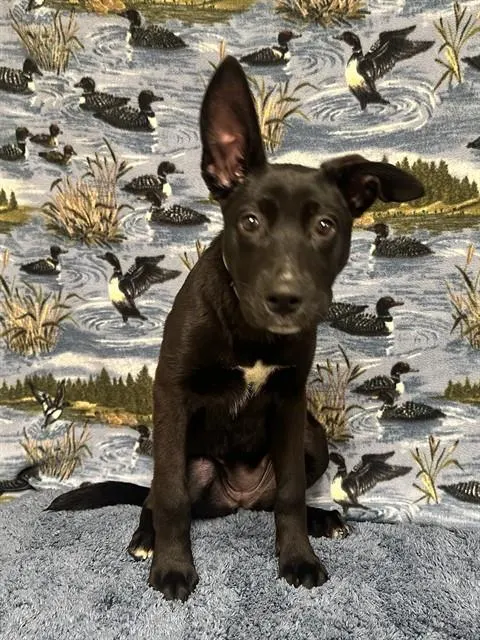 Mimi