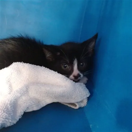 Adoptable Cat