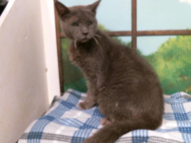 Adoptable Cat