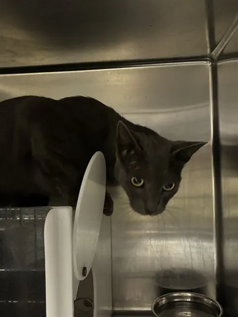 Adoptable Cat