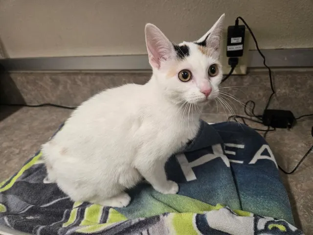 Adoptable Cat