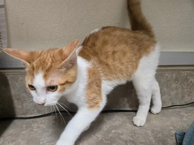 Adoptable Cat