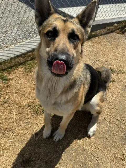 Finn
