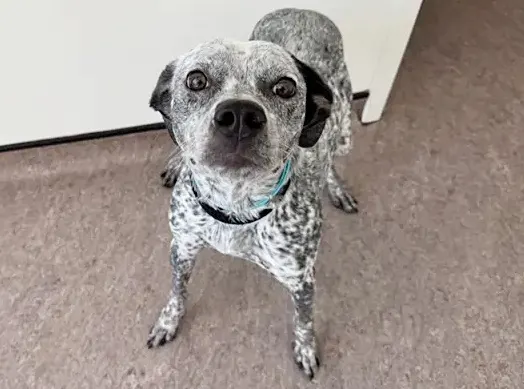 Chuggie