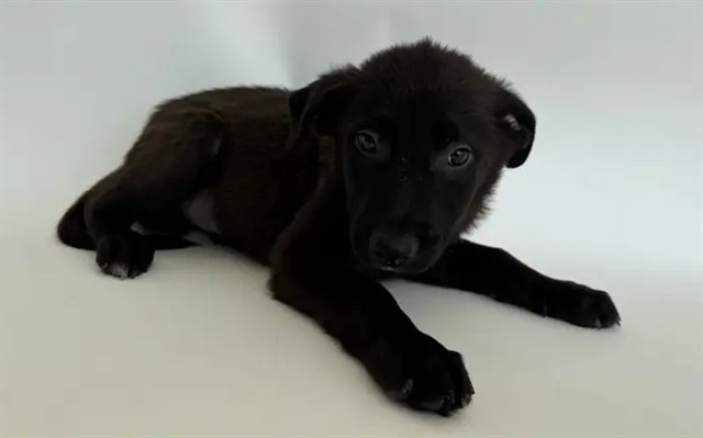 Rolo
