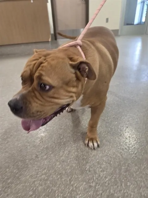 Adoptable Dog