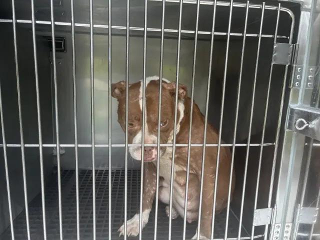 Adoptable Dog
