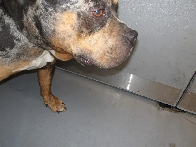 Adoptable Dog