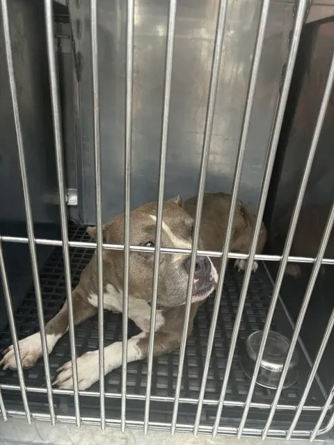 Adoptable Dog