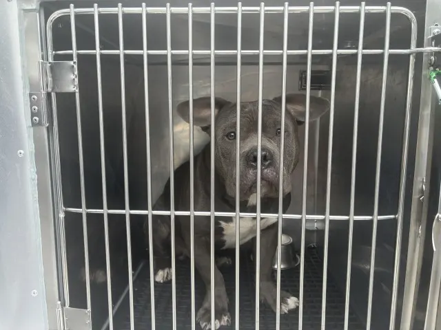 Adoptable Dog