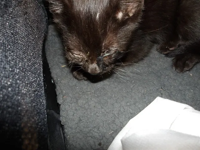Adoptable Cat