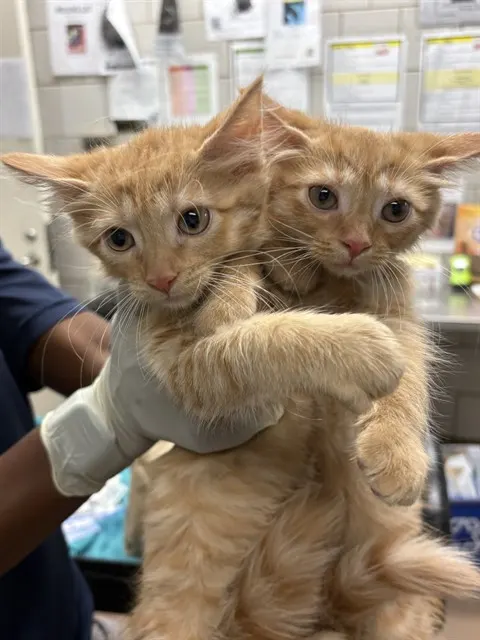 Adoptable Cat
