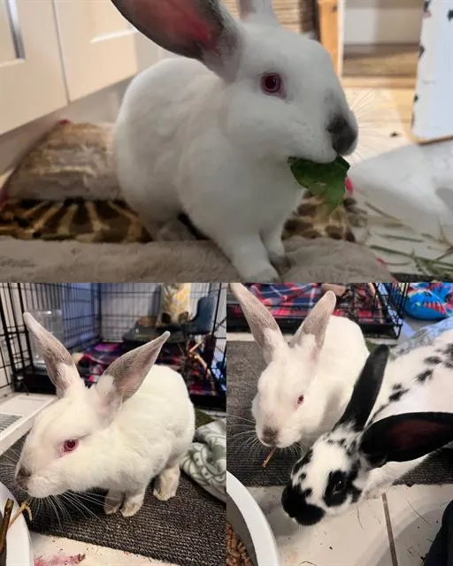 Marshmallow