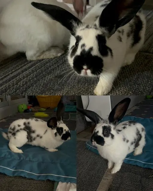 Oreo