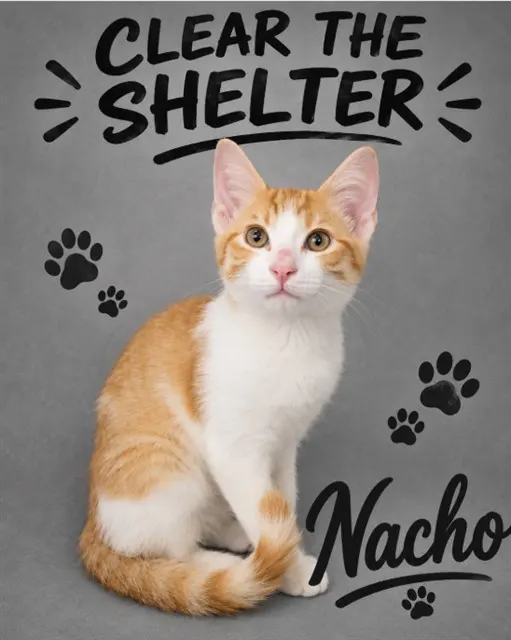 Nacho