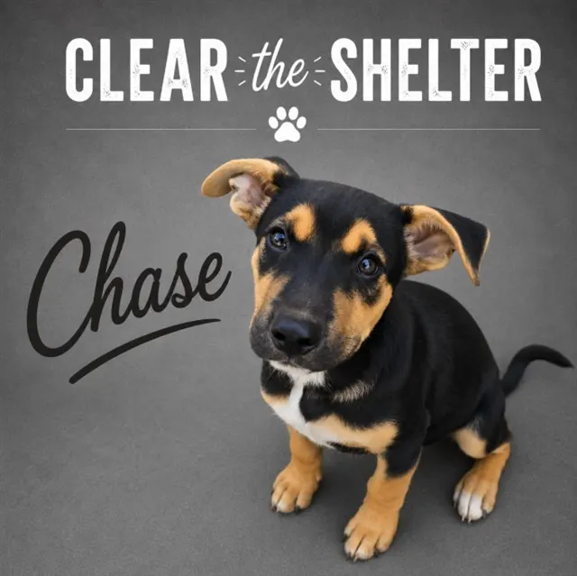 Chase