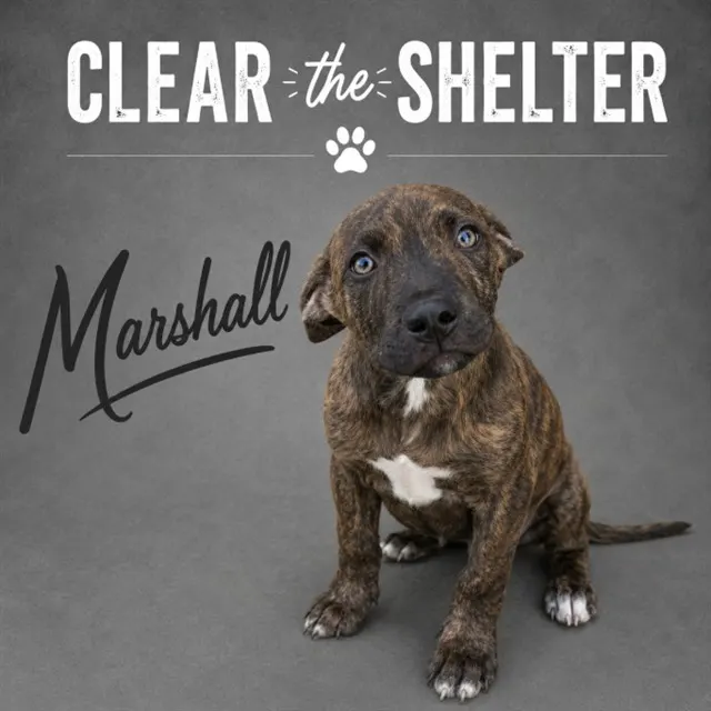 Marshall