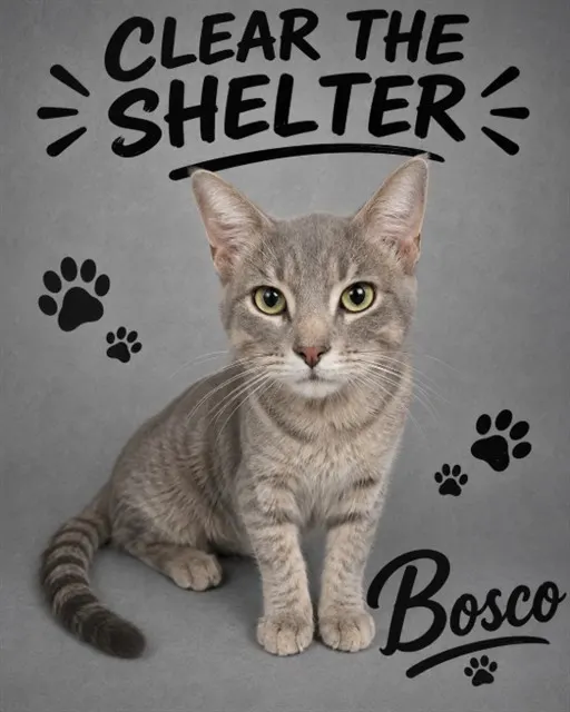 Bosco