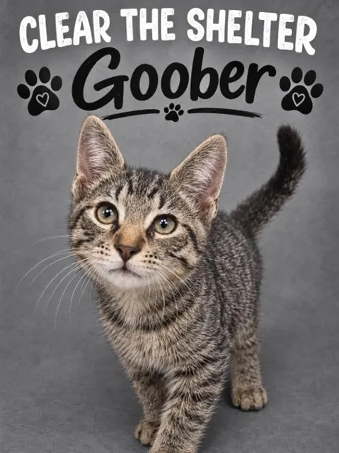Goober
