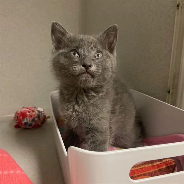 Pepper