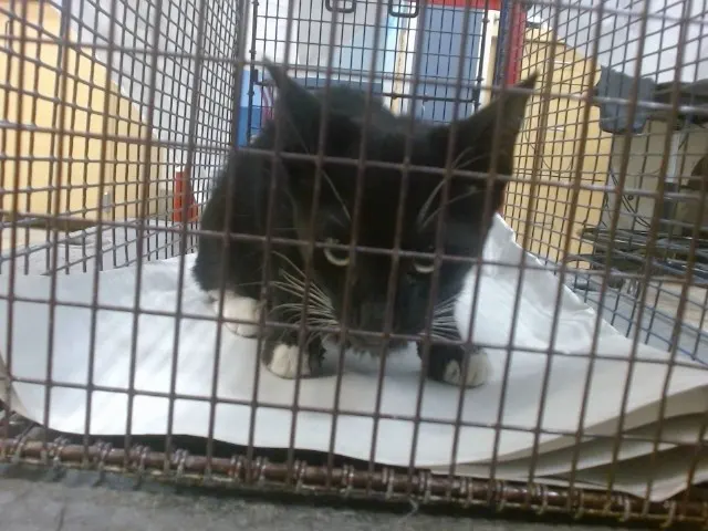 Sheba