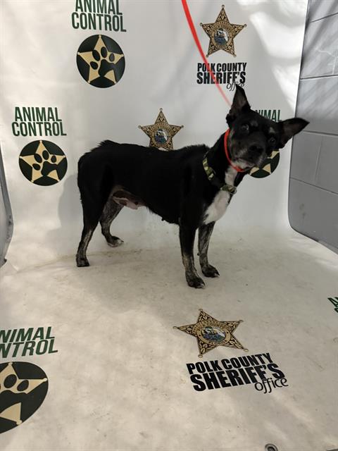 Adoptable Dog