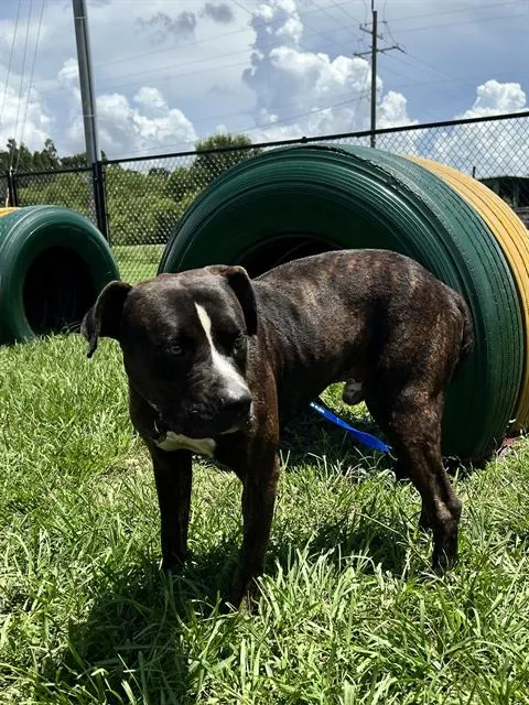 Adoptable Dog