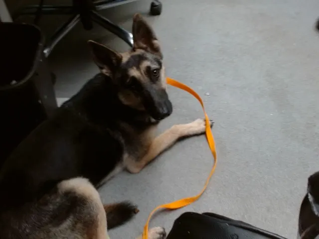 Sadie