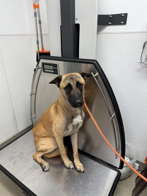 Adoptable Dog