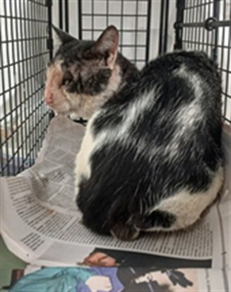 Adoptable Cat