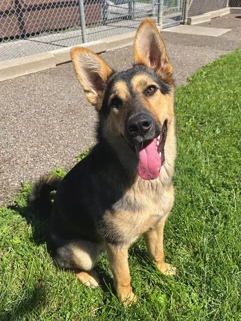 Tala