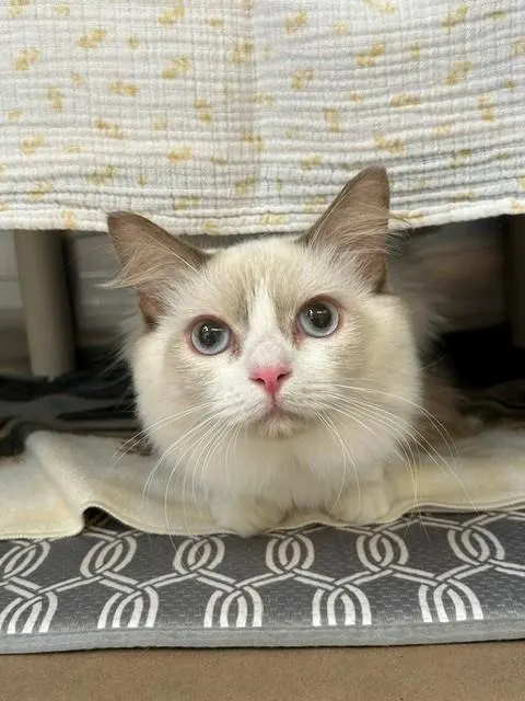 Luna