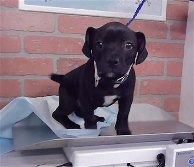 Adoptable Dog