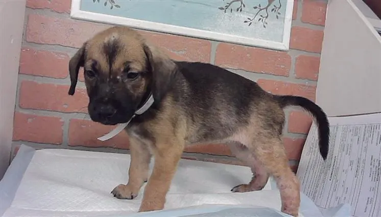 Adoptable Dog