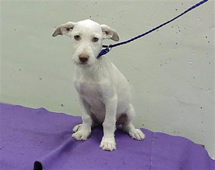 Adoptable Dog