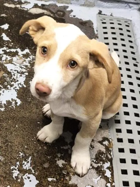 Adoptable Dog