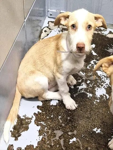 Adoptable Dog