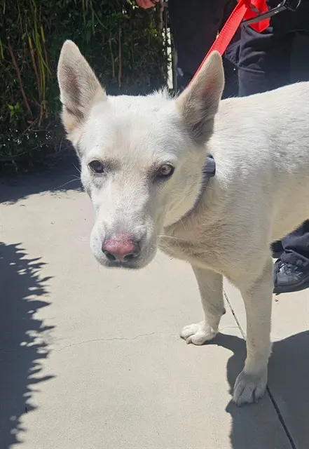 Adoptable Dog