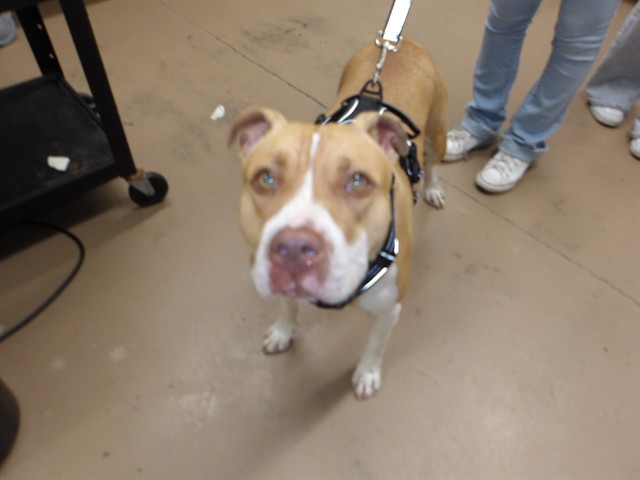 Adoptable Dog