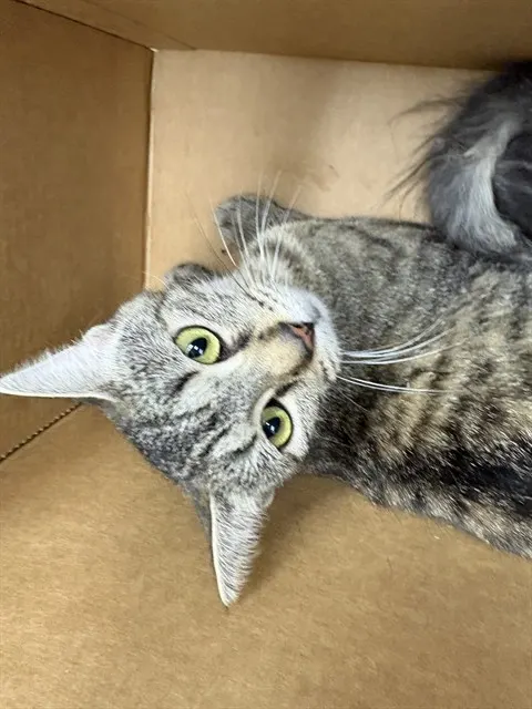 Adoptable Cat