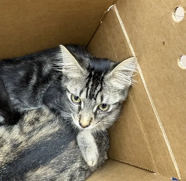 Adoptable Cat