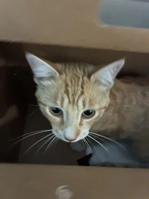 Chester